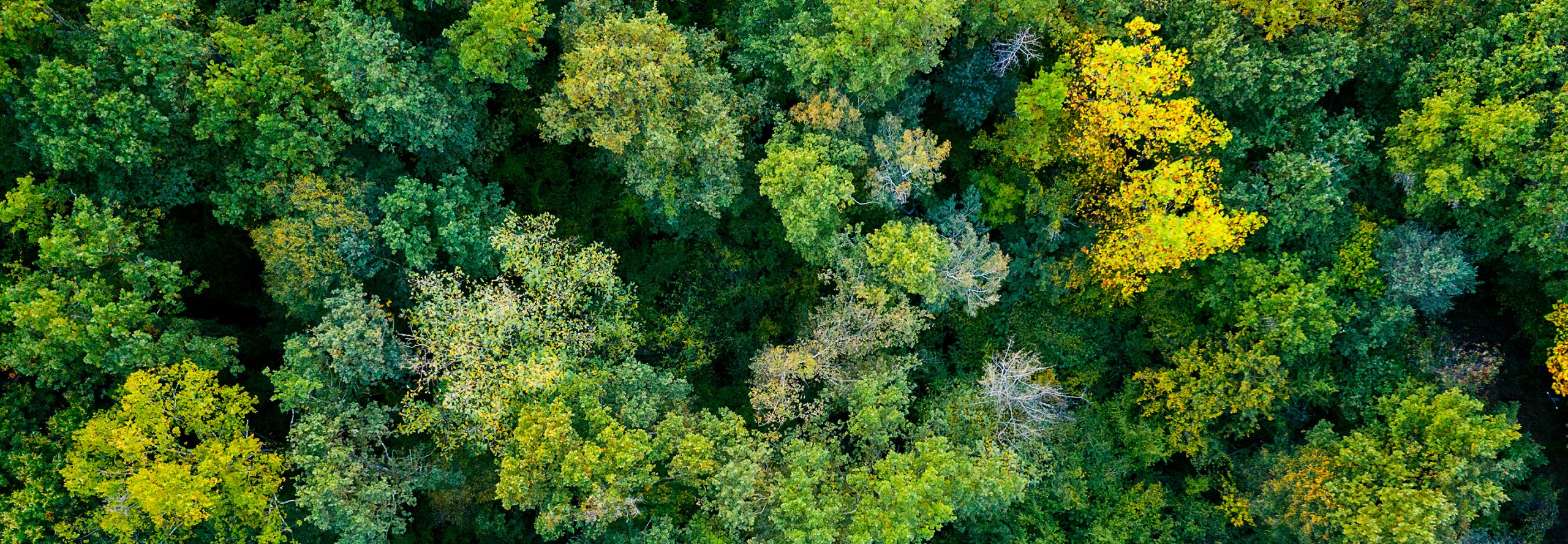 Sustainabilty Globally